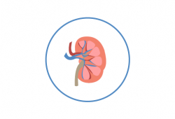 Kidney Function Monitoring and Alerts